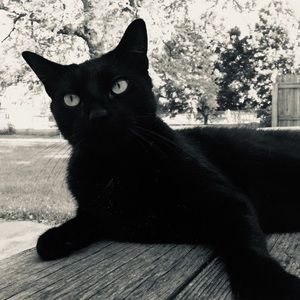 Meet your Posher, Dawn